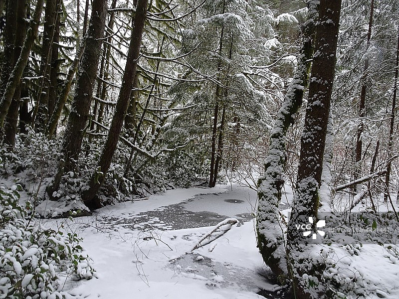 冬季加拿大不列颠哥伦比亚省北温哥华的森林树木图片素材