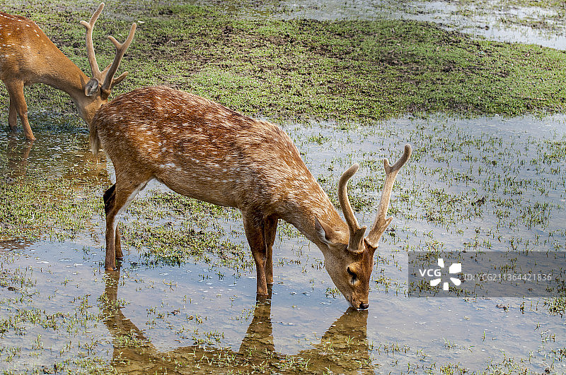 在坦桑尼亚的田野里喝水的雄鹿图片素材