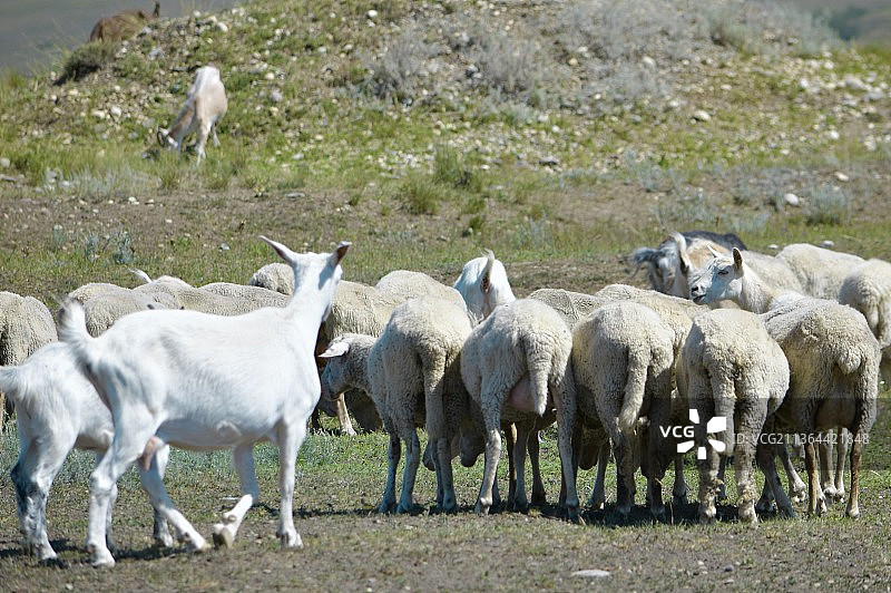 两只山羊和一群绵羊在吃草图片素材
