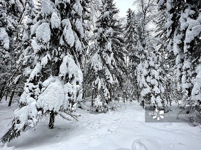 冬季树木，雪地上的树木，普希金区，莫斯科州，俄罗斯图片素材