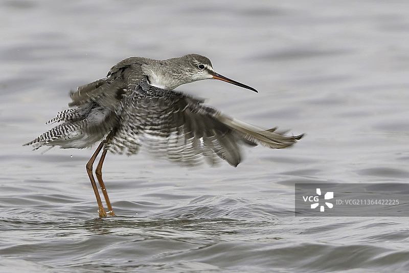 斑点红脚鹬飞越海洋特写图片素材