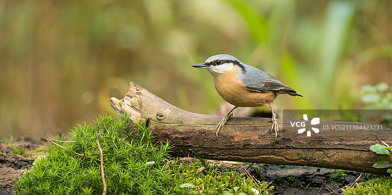 欧洲山雀 - 栖息在树枝上的特写，比利时图片素材