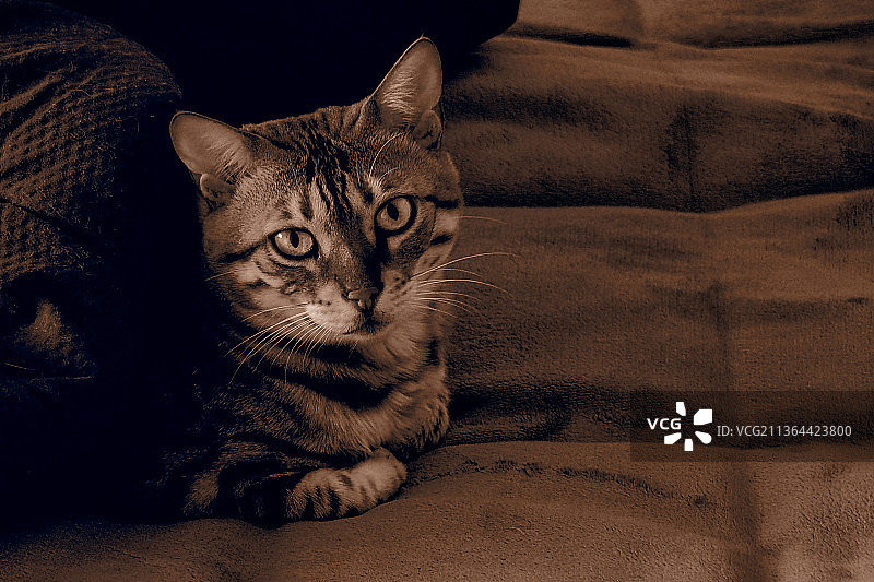 猫咪肖像：在新西兰克赖斯特彻奇的床上放松图片素材