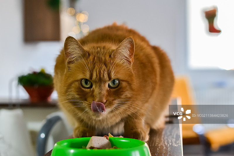 橙色虎斑猫特写，塞尔维亚家中图片素材