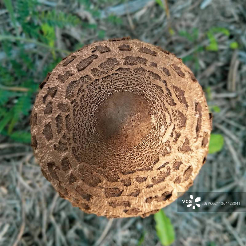 葡萄牙田野生长的伞菌高角度视图图片素材