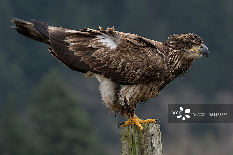 幼年秃鹰特写，栖息在木桩上的猛禽图片素材