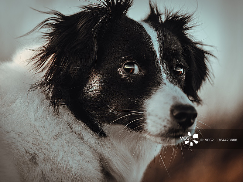 德国牧羊犬的特写镜头图片素材