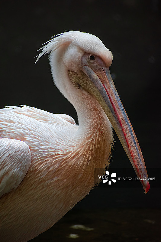 鹈鹕，苍鹭特写，海德里公园，印度图片素材