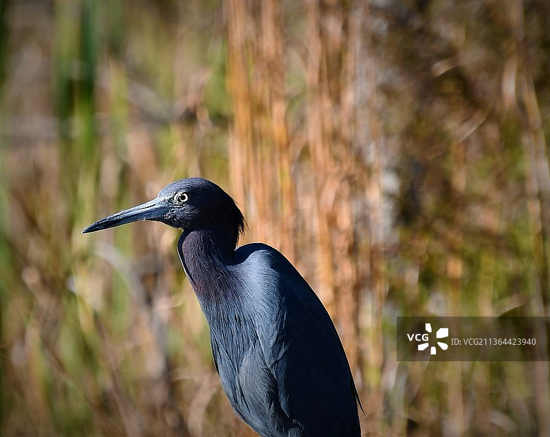苍鹭栖息在户外的特写，美国佛罗里达州雅芳帕克图片素材