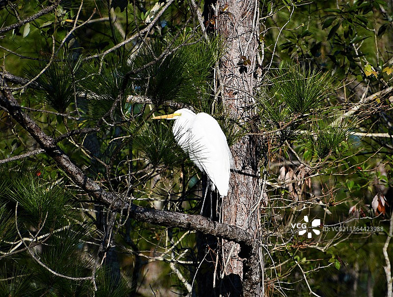 低角度仰视美国佛罗里达州锡布灵栖息在树上的白鹭图片素材