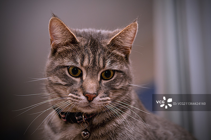 虎斑猫的特写，美国加利福尼亚州圣罗莎图片素材