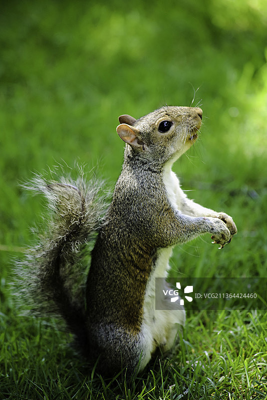 灰松鼠特写，英国伦敦图片素材