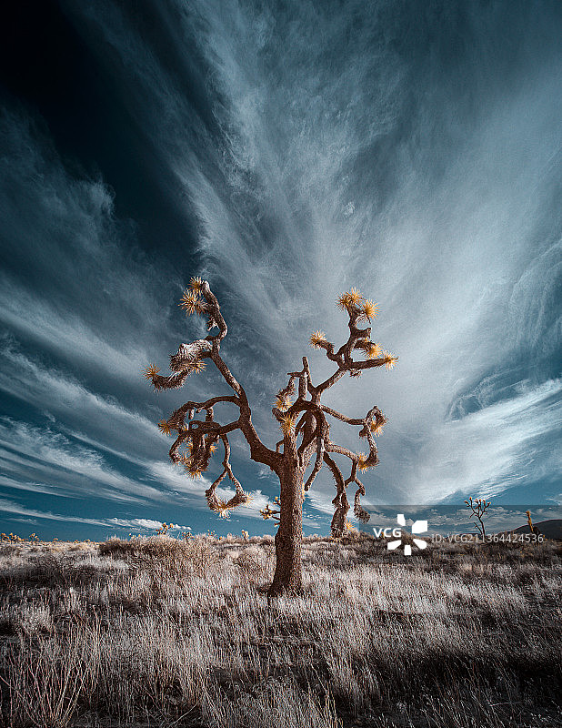 约书亚树国家公园的树木，美国加利福尼亚州图片素材