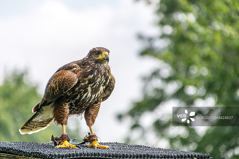 博恩霍尔姆丹麦分部：栖息在栏杆上的猫头鹰特写镜头图片素材