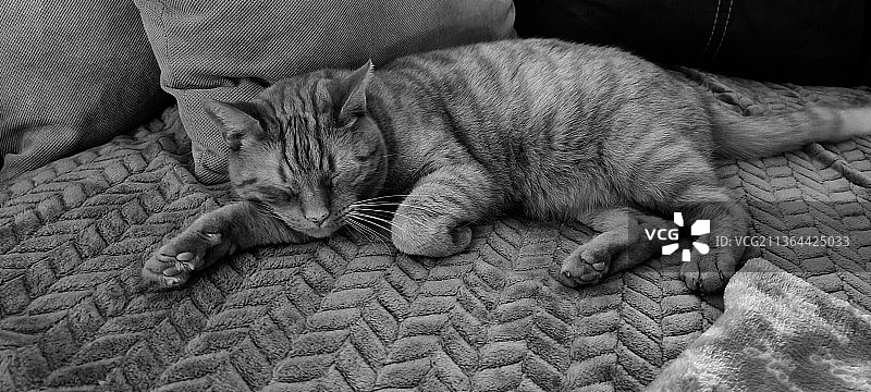 睡觉的猫咪特写图片素材