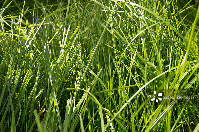 地球日，和平日，田野上作物生长的全画幅镜头概念图片素材