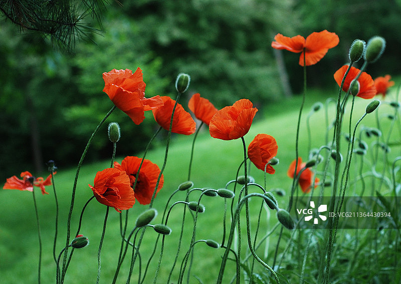 加拿大多伦多，安大略省田野上的红色罂粟花特写图片素材