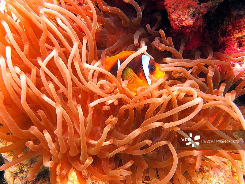 小丑鱼，海中畅游的鱼类特写图片素材