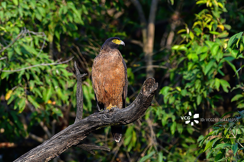 蛇雕特写，栖息在树上的猛禽，印度凯奥拉德奥国家公园图片素材
