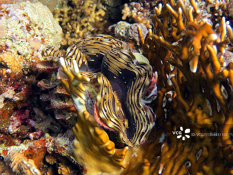 巨型砗磲贝壳，海洋珊瑚特写图片素材