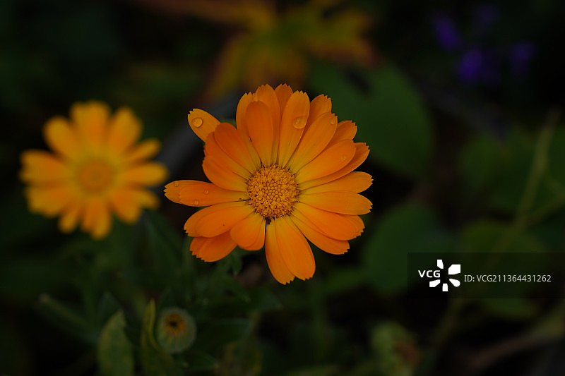 雨后黄色开花植物特写，英国格里姆斯比图片素材