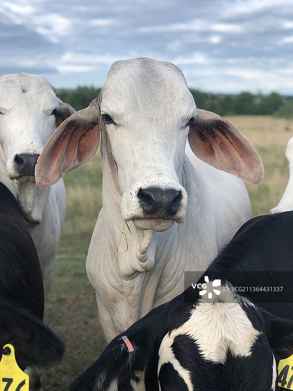 婆罗门牛，站在田野上对着天空的牛的画像图片素材