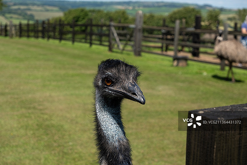 我家妈妈的鸸鹋，栖息在田野上的鸵鸟特写，英国金斯布里奇图片素材