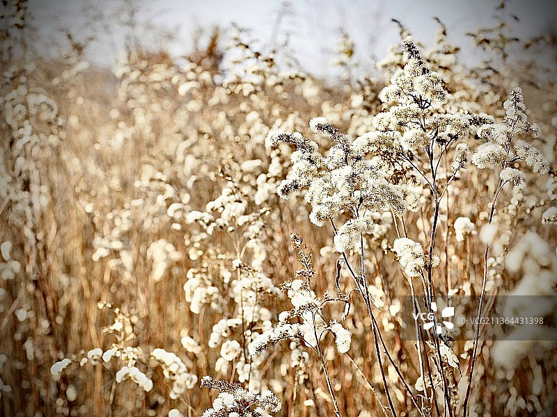 波兰田野上的鲜花植物特写图片素材