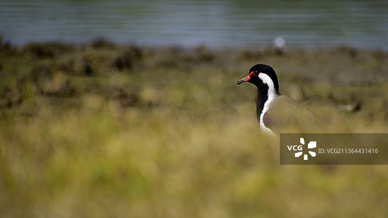 栖息在草地上的鸭子特写图片素材