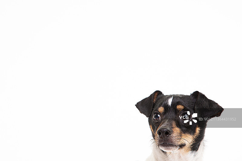 杰克罗素梗犬与吉娃娃的肖像，白色背景图片素材