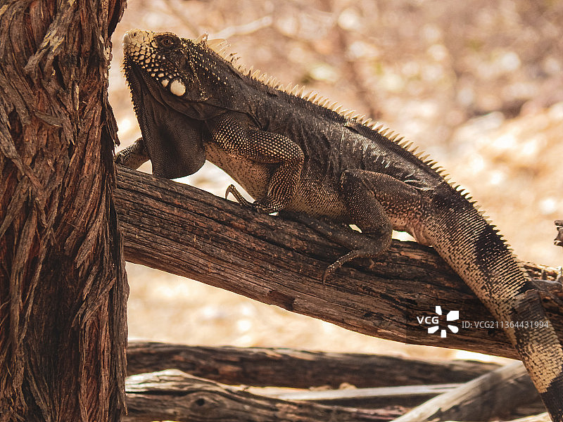 树干上的鬣蜥特写图片素材