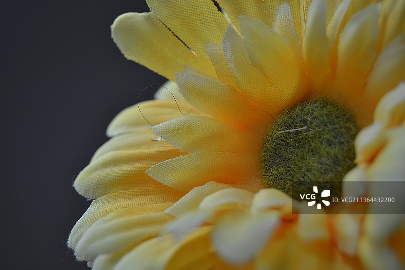 黄花的特写图片素材