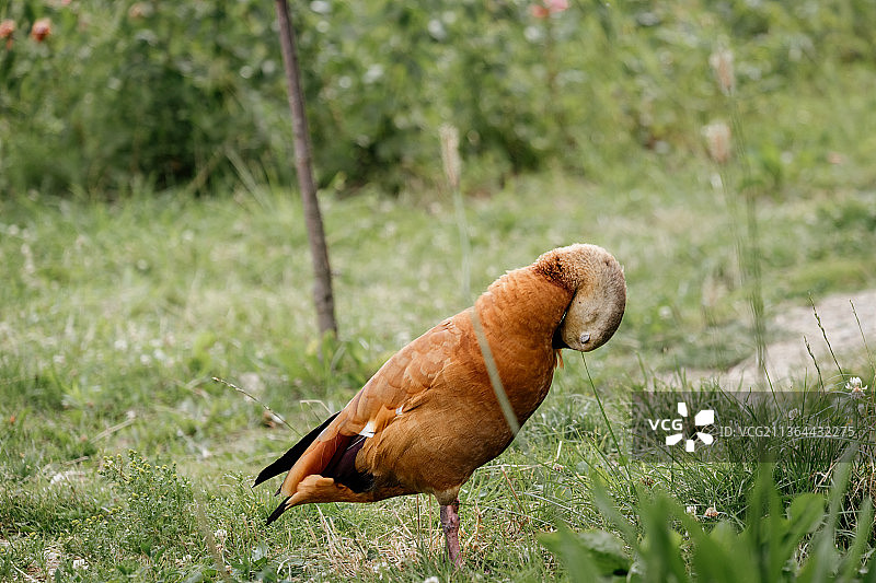 野外的红胸麻鸭，栖息在草地上的秧鸡特写，罗马尼亚图片素材