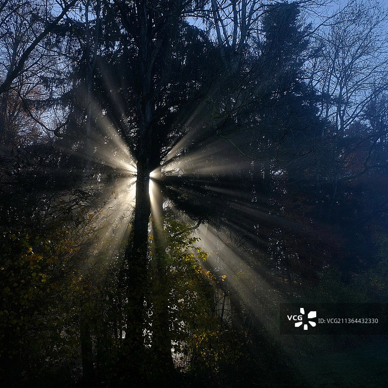 仰视角度拍摄的树木，瑞士图片素材