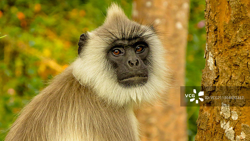 长尾叶猴特写，坐在树干上的长尾叶猴肖像图片素材