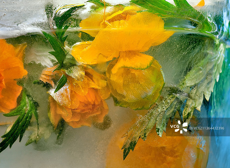 玻璃杯中金盏花特写背景图片素材