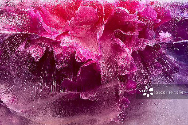 冰块中粉色牡丹花背景，带气泡图片素材