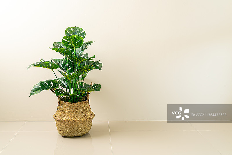 墙边的柳条筐龟背竹盆栽图片素材
