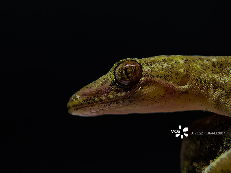 黑色背景下的壁虎特写图片素材