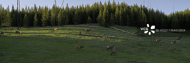 新年快乐，美国黄石国家公园的牛群高角度视图图片素材