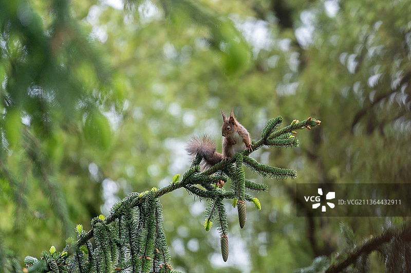 松树枝特写图片素材