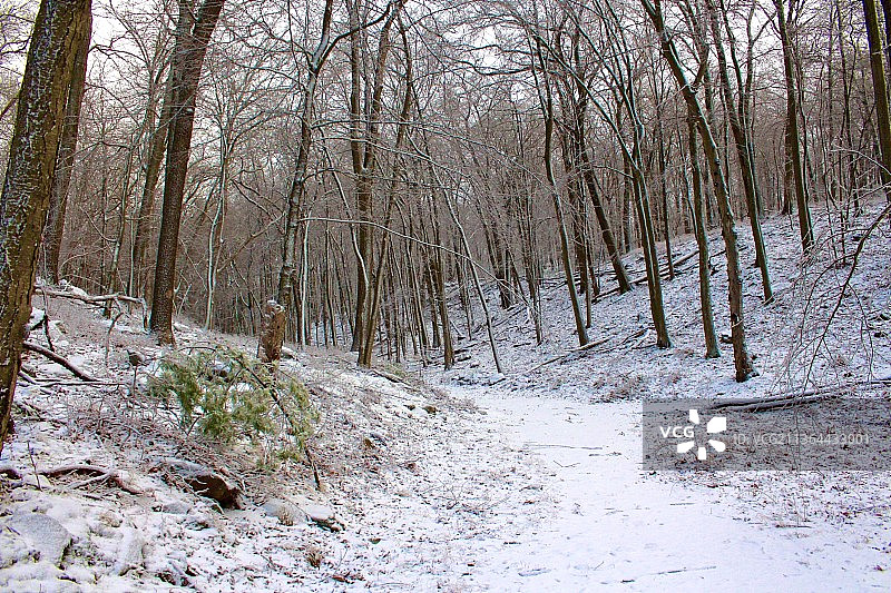 纽约熊山州立公园冬季森林树木图片素材