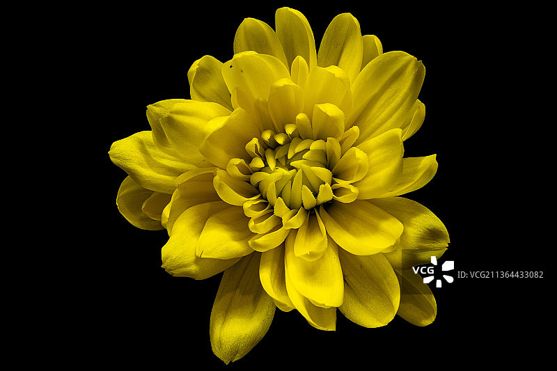 特写：开罗的黄色花朵图片素材