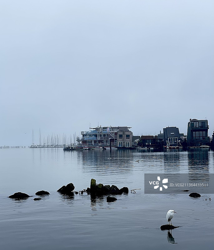 索萨利托的白鹭图片素材