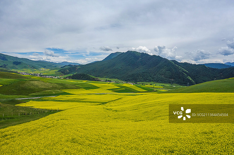 青海油菜花海图片素材
