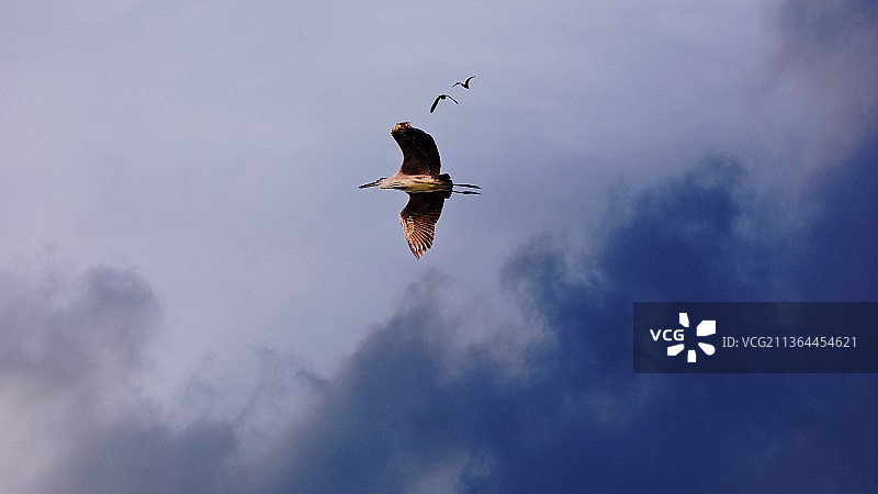 展翅高飞图片素材