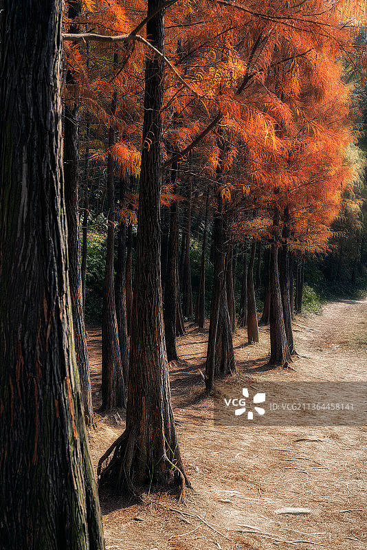 暖冬～红色落羽杉图片素材