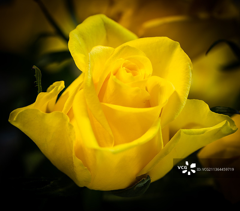 一朵盛开的黄玫瑰，清新、甜美。图片素材