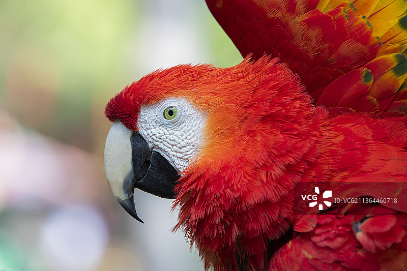 金刚鹦鹉图片素材