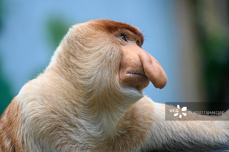 长鼻猴图片素材